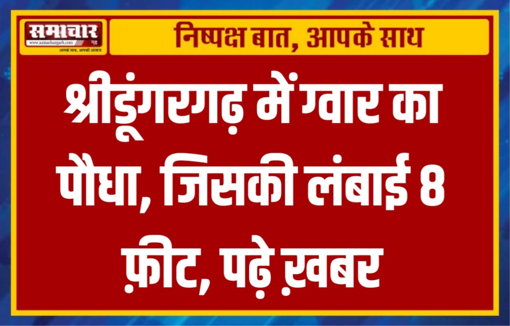 श्रीडूंगरगढ़ में ग्वार का पौधा, जिसकी लंबाई 8 फिट, पढ़े ख़बर