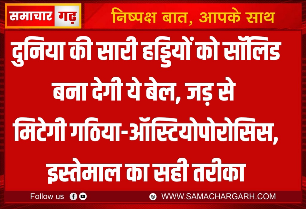 दुनिया की सारी हड्डियों को सॉलिड बना देगी ये बेल, जड़ से मिटेगी गठिया-ऑस्टियोपोरोसिस, इस्तेमाल का सही तरीका