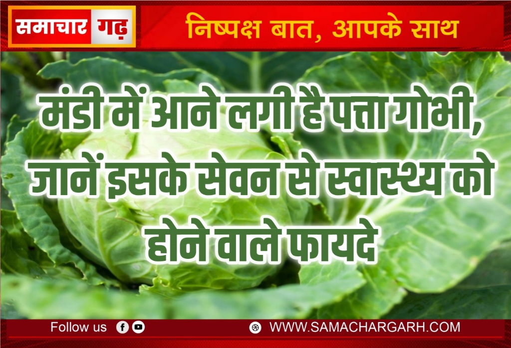 मंडी में आने लगी है पत्ता गोभी, जानें इसके सेवन से स्वास्थ्य को होने वाले फायदे