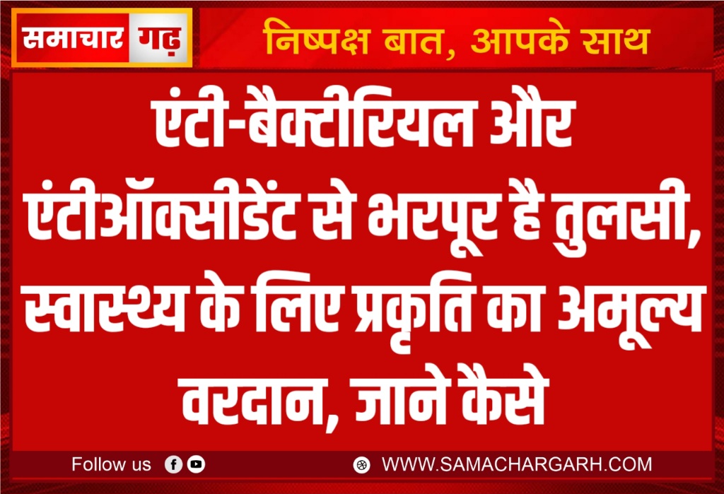 एंटी-बैक्टीरियल और एंटीऑक्सीडेंट से भरपूर है तुलसी, स्वास्थ्य के लिए प्रकृति का अमूल्य वरदान, जाने कैसे