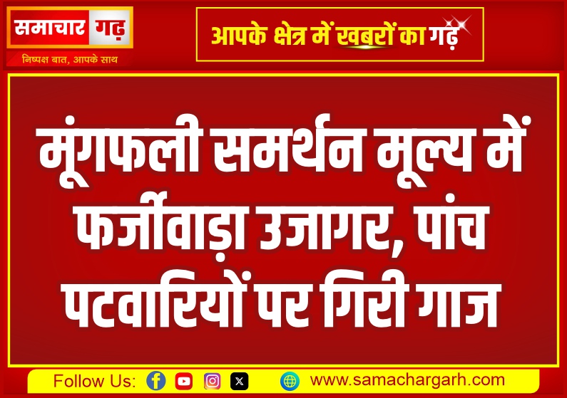 मूंगफली समर्थन मूल्य में फर्जीवाड़ा उजागर, पांच पटवारियों पर गिरी गाज