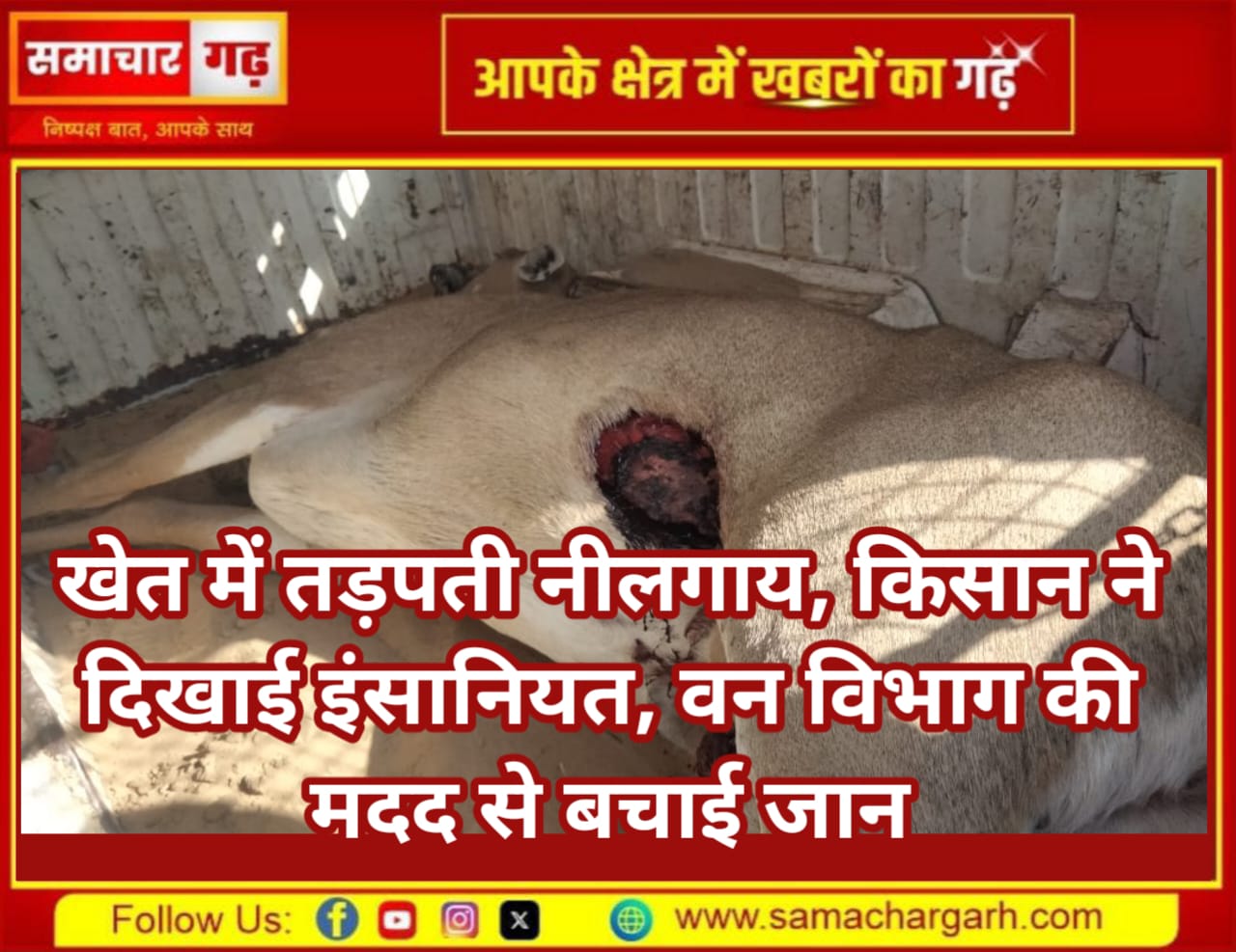 खेत में तड़पती नीलगाय, किसान ने दिखाई इंसानियत, वन विभाग की मदद से बचाई जान