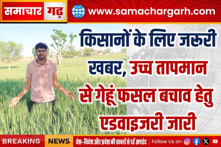 किसानों के लिए जरूरी खबर, उच्च तापमान से गेहूं फसल बचाव हेतु एडवाइजरी जारी