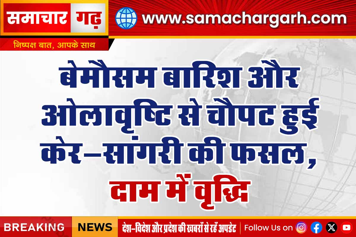 बेमौसम बारिश और ओलावृष्टि से चौपट हुई केर-सांगरी की फसल, दाम में वृद्धि