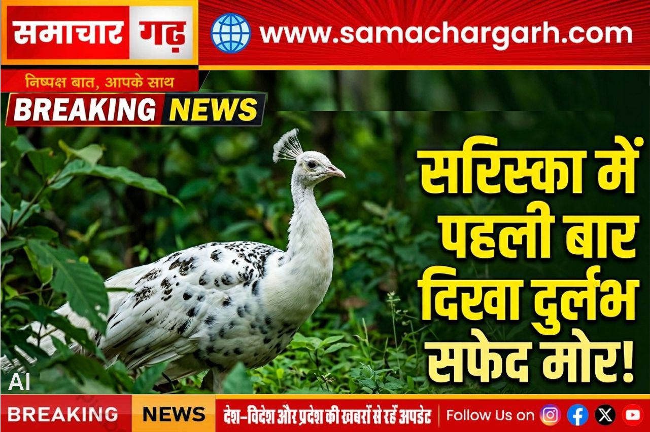 सरिस्का में पहली बार दिखा दुर्लभ सफेद मोर, पर्यटकों के कैमरे में कैद हुआ अनोखा नजारा